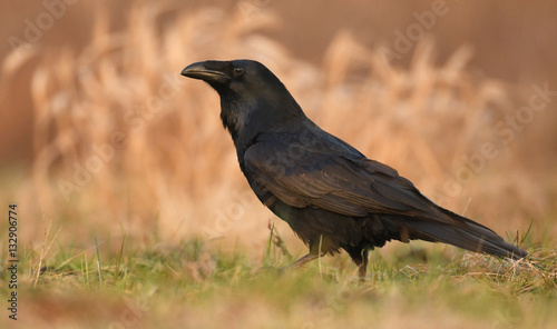 Common Raven (Corvus corax) © Piotr Krzeslak