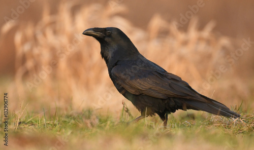 Common Raven (Corvus corax)