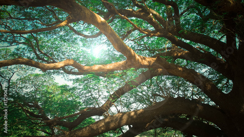 Slika na platnu massive tree branches