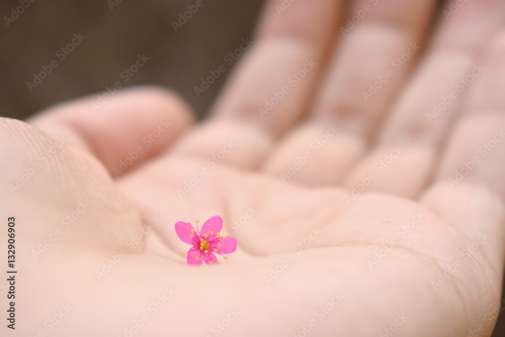little flower little flower