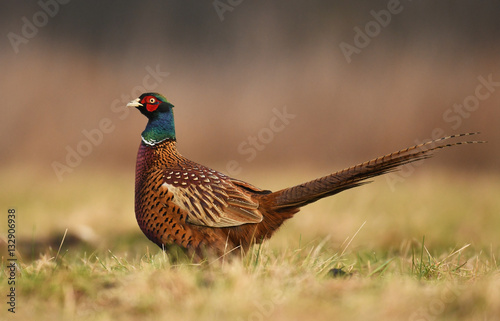 Ringneck Pheasant (Phasianus colchicus)