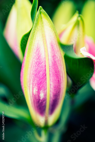 Pink Lilies bud with leaf  close-up  selective focus