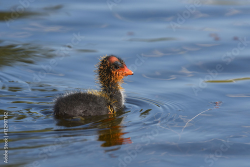 Red-knobbed coot chick