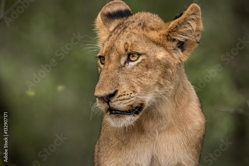 Side profile of a Lion cub. © simoneemanphoto