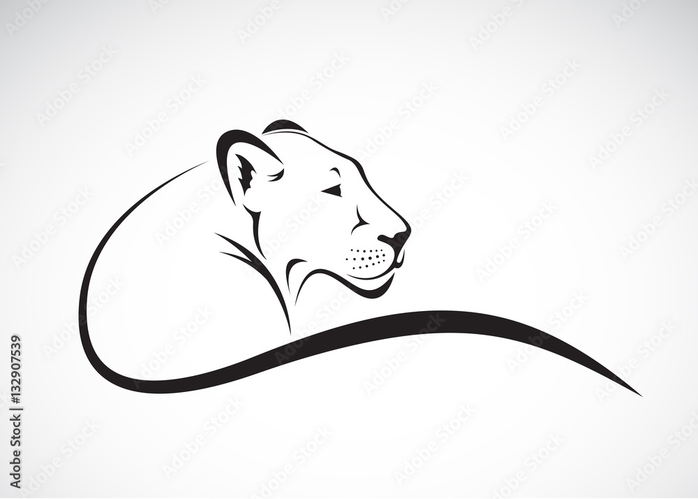 Fototapeta premium Wektor żeński wzór lwa na białym tle, dzikie zwierzęta.