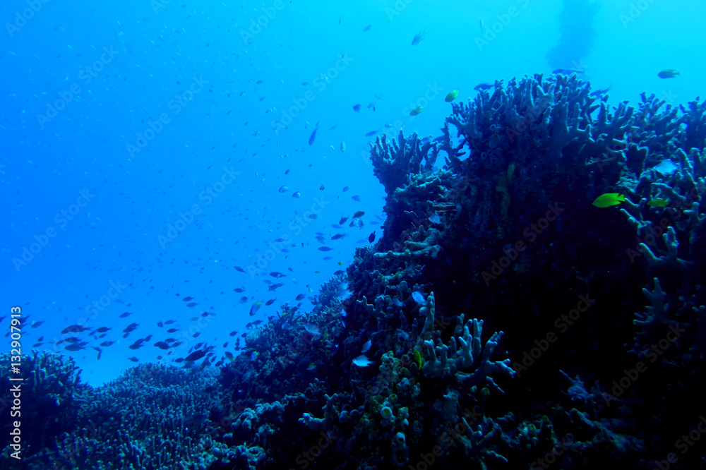 Fototapeta premium 海中写真