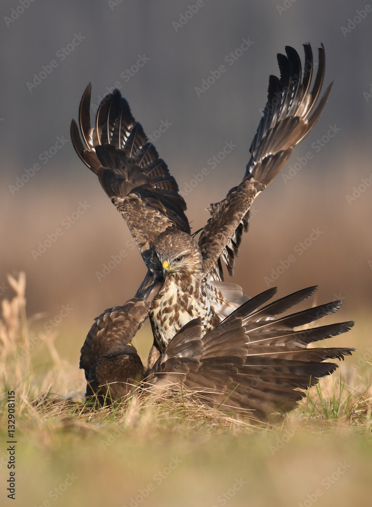 Fototapeta premium Common buzzard (Buteo buteo)