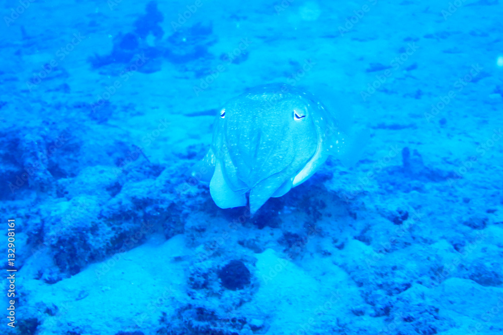 Fototapeta premium 海中写真