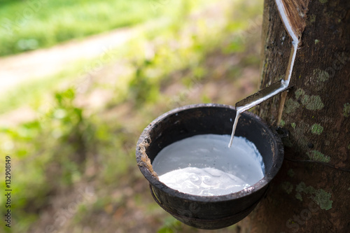 Milky latex extracted from rubber tree (Hevea Brasiliensis) as a source of natural rubber