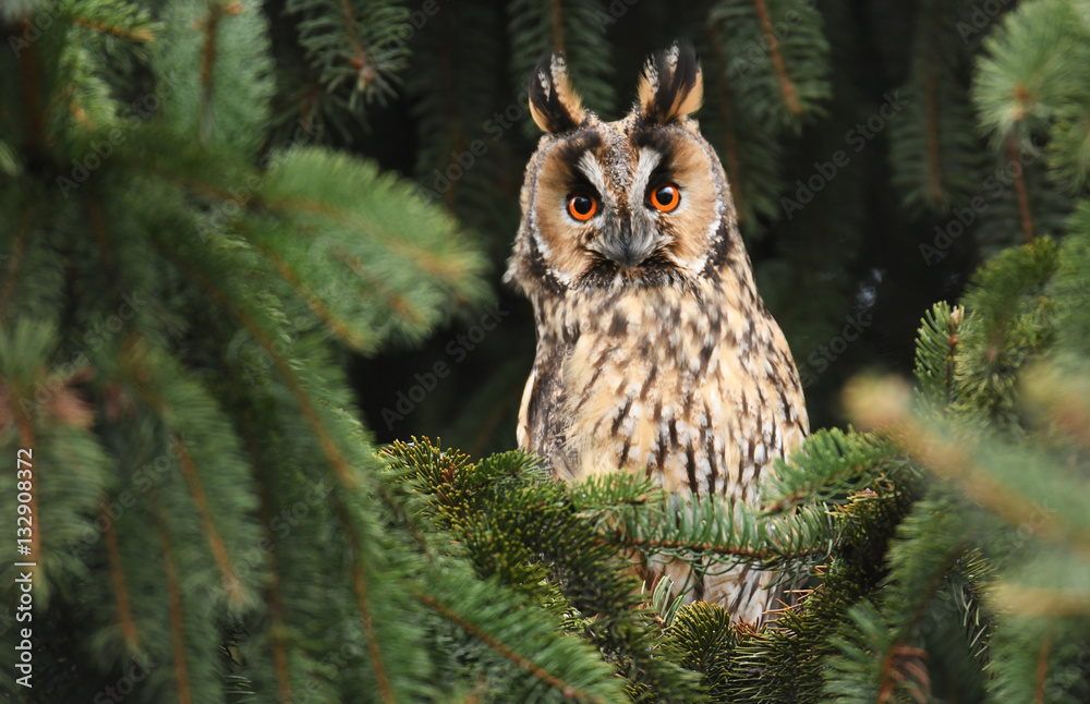 Fototapeta premium Long-eared owl (Asio otus)
