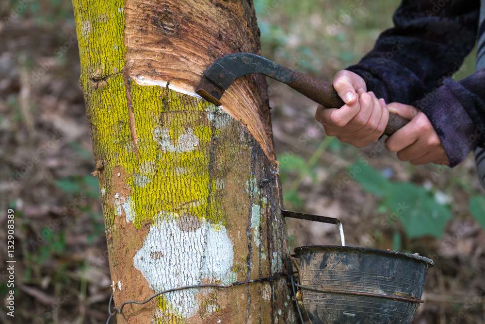 Gide hands of farmers are beginning tires with rubber cups for water timber.