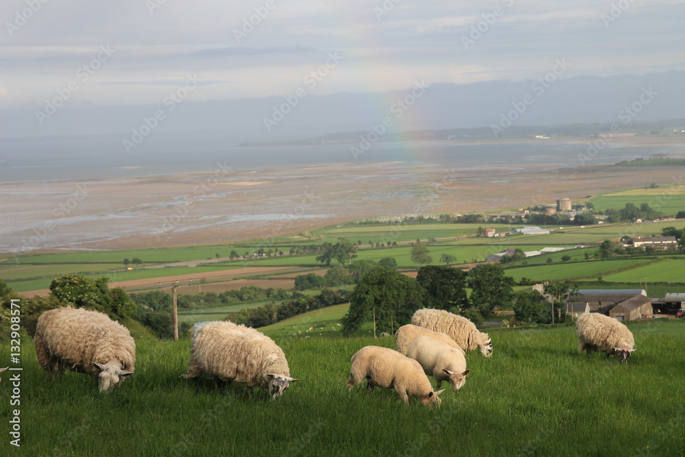 Fototapeta premium Sheepish 