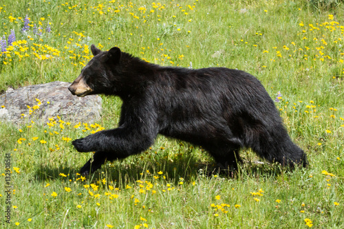Black bear running through field of green grass and yellow wildf photo