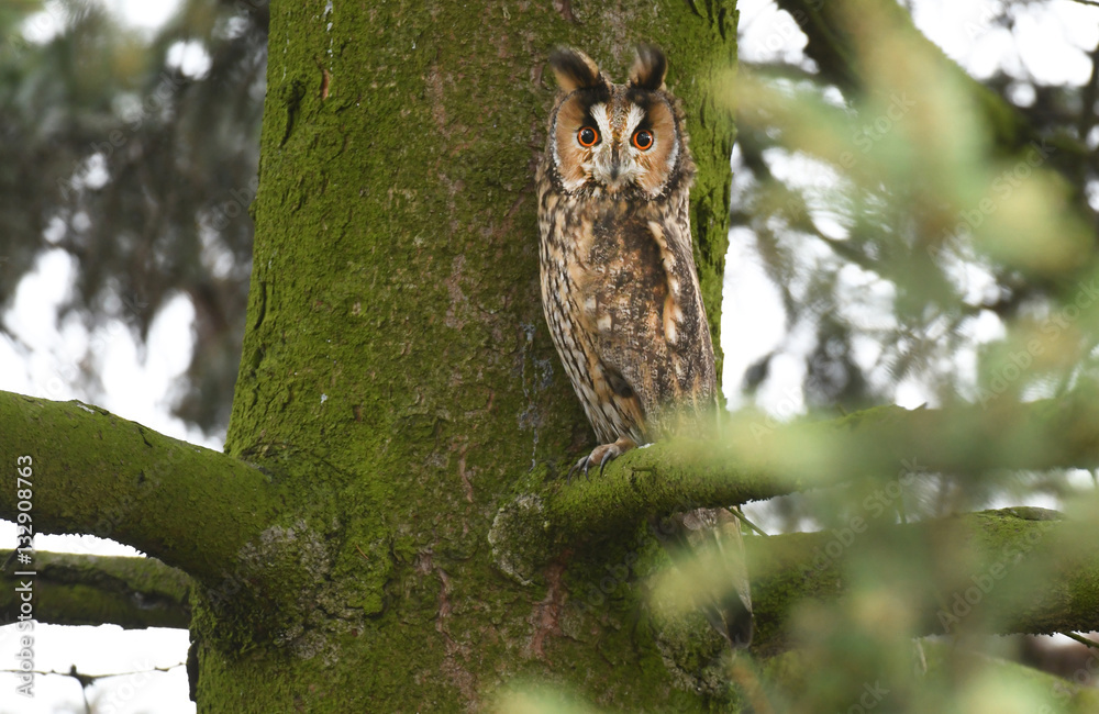 Obraz premium Long-eared owl (Asio otus)