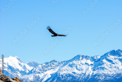 flying patagonia condor