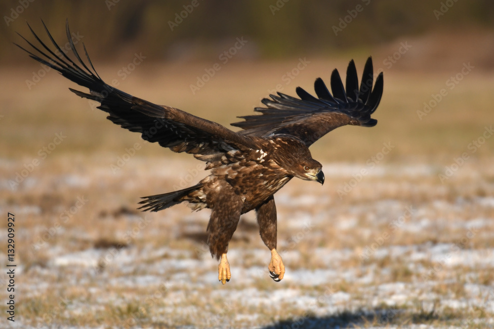 Obraz premium White tailed Eagle (Haliaeetus albicilla)
