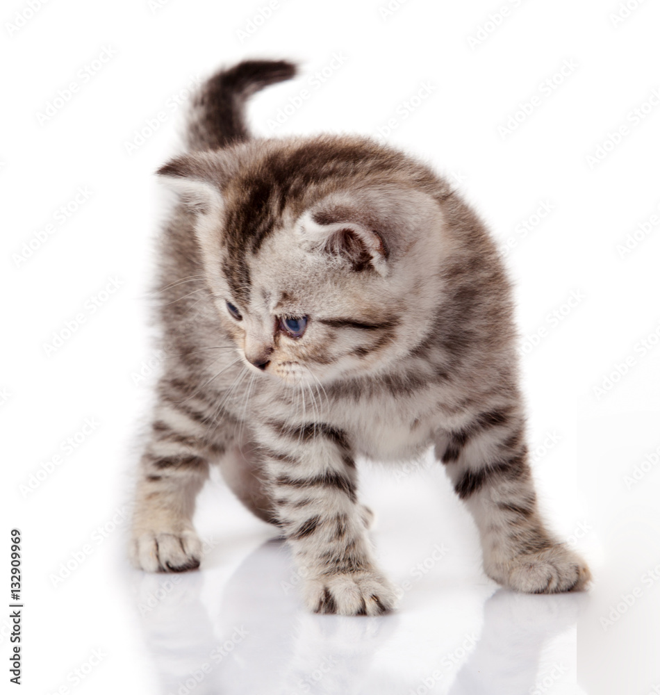 kitten isolated on white background. little cat kitten isolated on white background. little cat