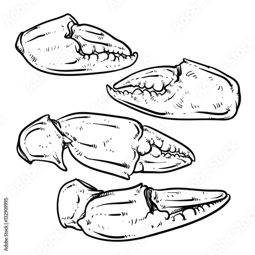Crab claws isolated on white background. Hand drawn crab vector.