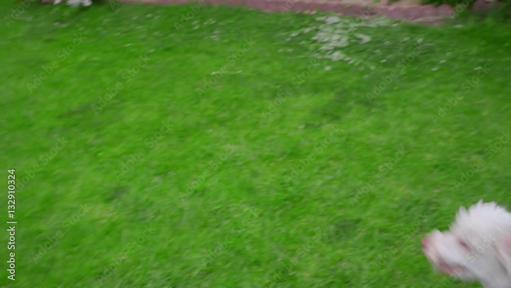 White poodle dog playing with ball on green grass. Pov of owner playing with white dog White poodle dog playing with ball on green grass. Pov of owner playing with white dog