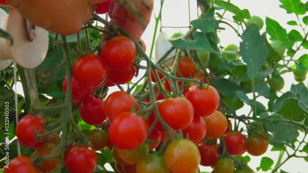 Hand takes a branch of red cherry tomatoes Hand takes a branch of red cherry tomatoes
