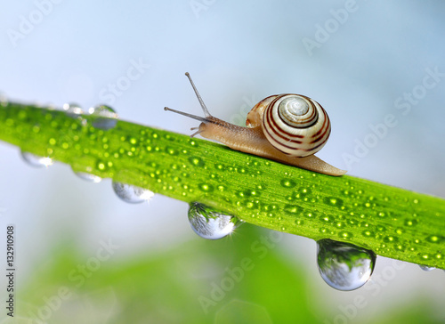 Snail on fresh green spring grass with dew drops closeup.