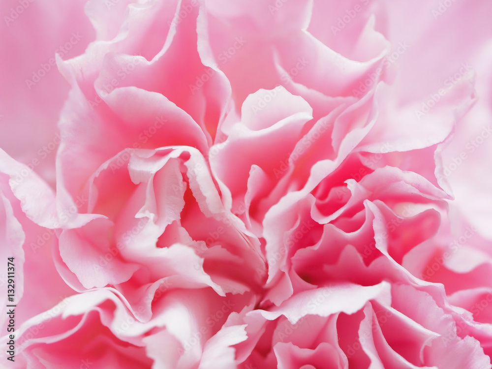 Pink petal flowers in soft style for background
