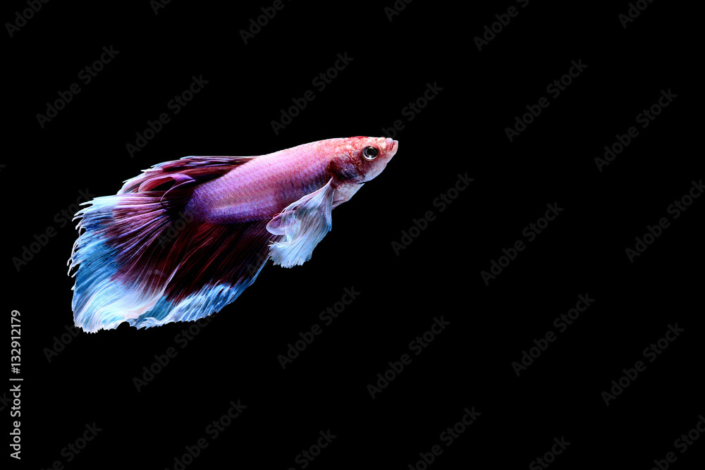 Siamese fighting fish Siamese fighting fish