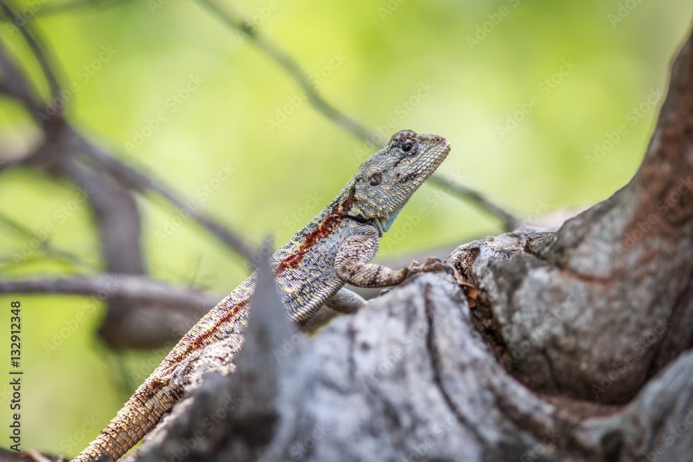 Southern tree agama on a branch. Southern tree agama on a branch.