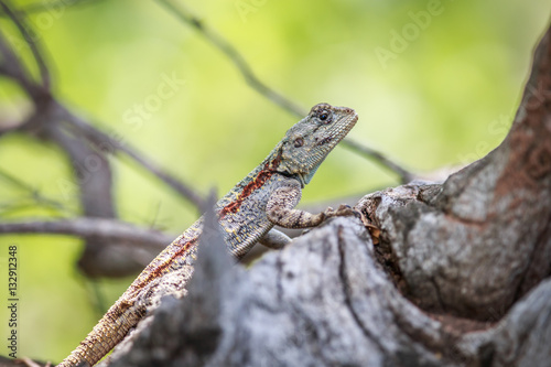 Southern tree agama on a branch.