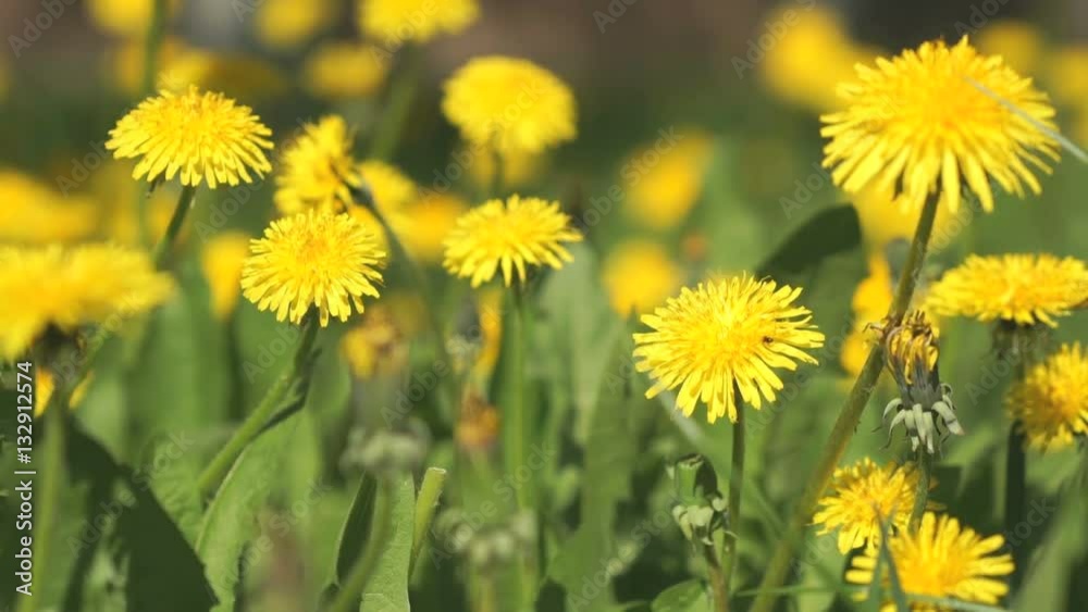 Beautiful yellow dandelions on a green meadow on a sunny spring day Beautiful yellow dandelions on a green meadow on a sunny spring day