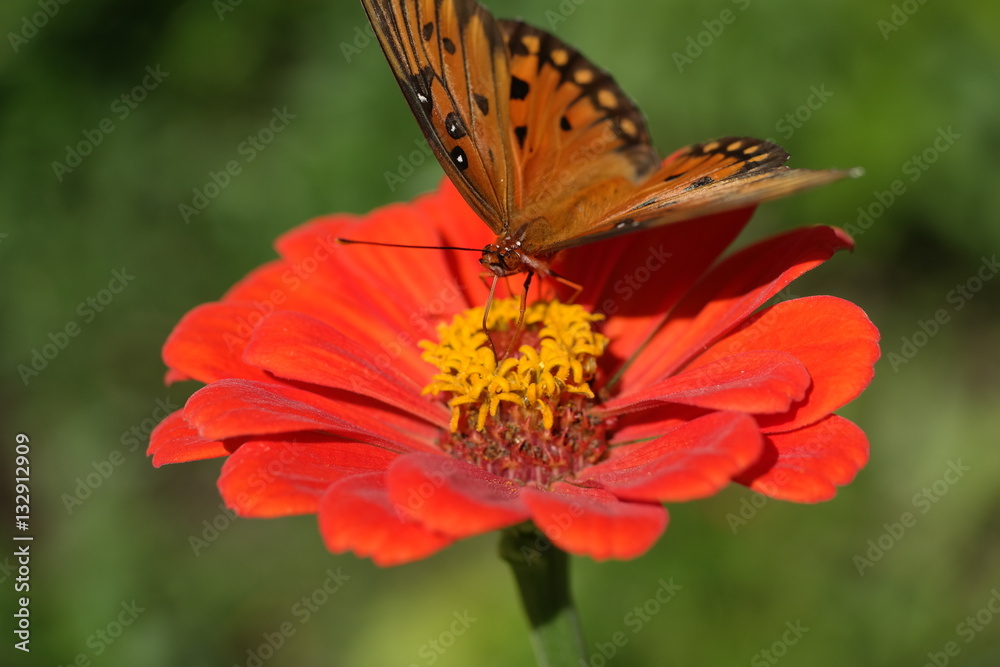 Naklejka premium Agraulis vanillae Gulf Fritillary butterfly on dahlia 1