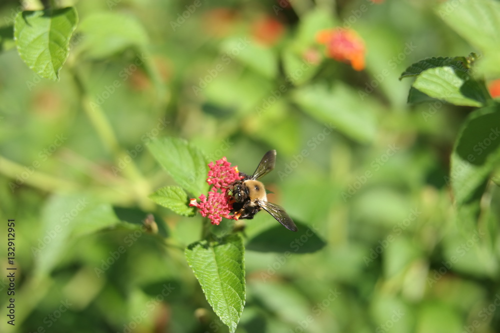 Bumblebee on lantana Bumblebee on lantana