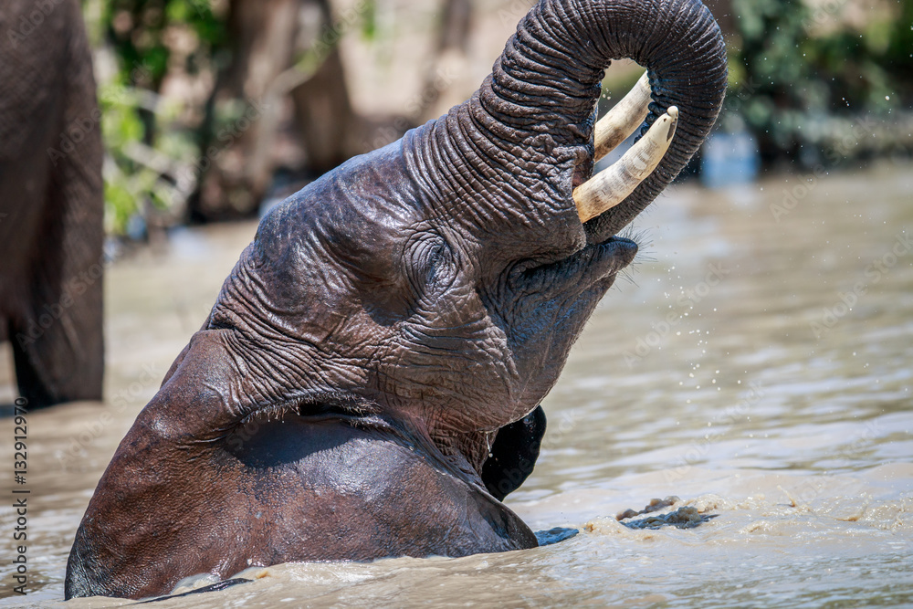 African Elephant having fun in water. African Elephant having fun in water.