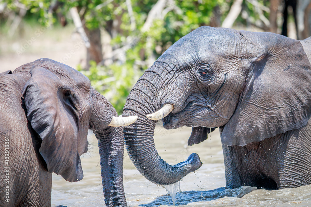 Fototapeta premium Two African elephants playing in water.