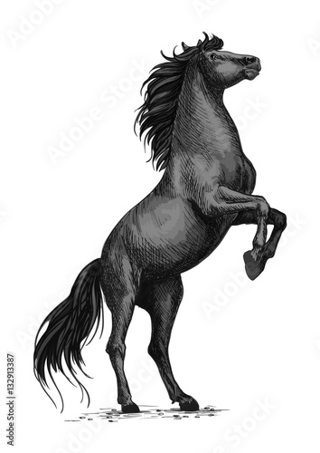 Rearing black horse sketch for equine sport design