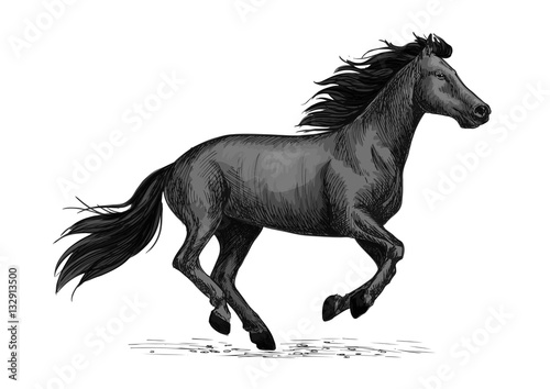 Black horse runs sketch for equine design