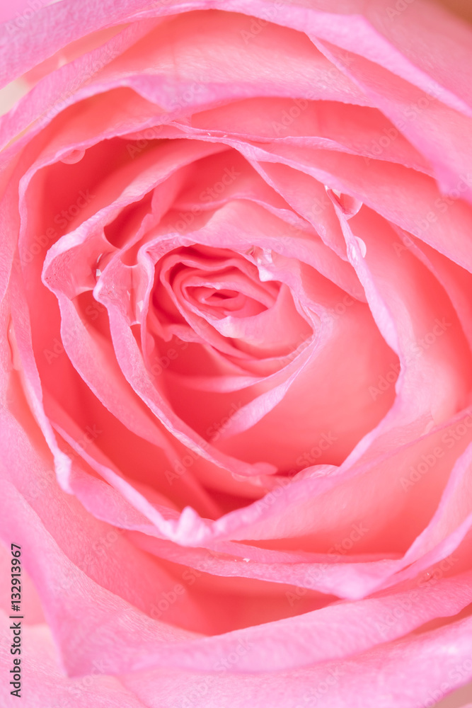 Close up of beautiful rose flower background Close up of beautiful rose flower background