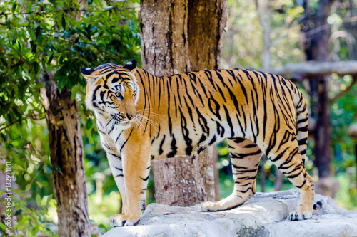 Bengal Tiger