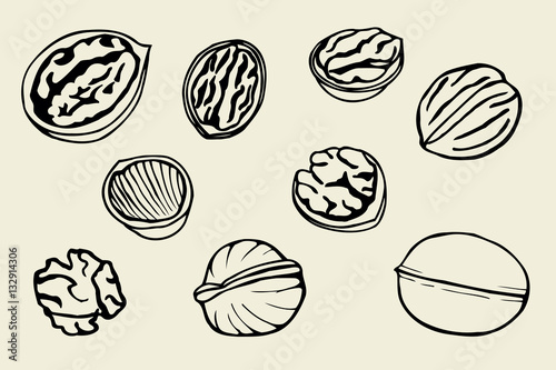 Walnut set, hand drawn