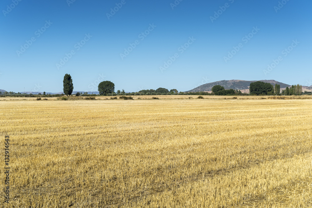 Stubble fields in an agricultural landscape in Ciudad Real Province, Spain.