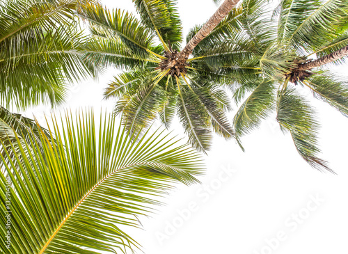 fond palmes de cocotiers  © Unclesam