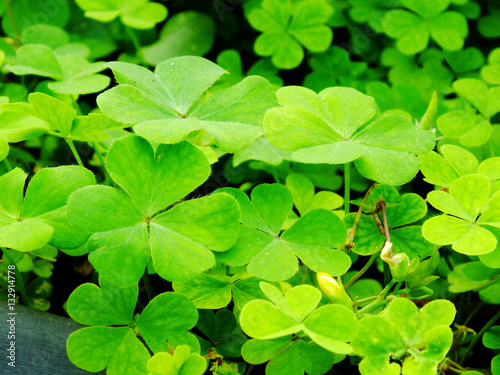 green leave texture natural background