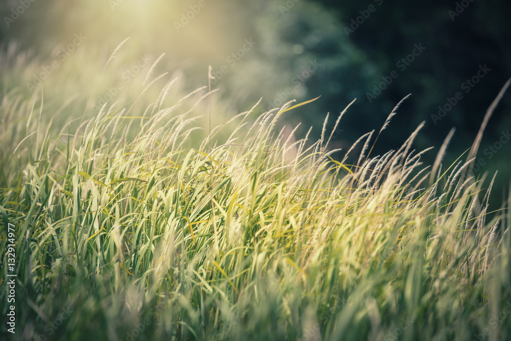 Green grass with warm yellow sunlight