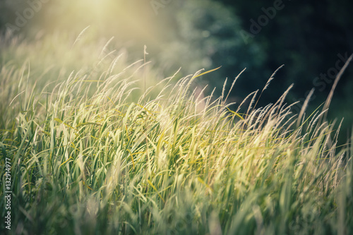 Green grass with warm yellow sunlight