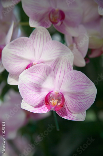 Purple orchids   Tropical orchids   Thai orchids