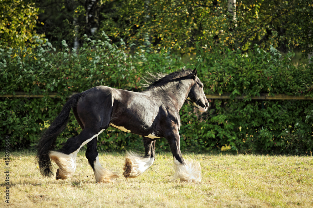 Heavy draft horse shows a lively trot. Heavy draft horse shows a lively trot.