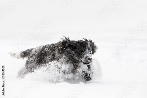 english cocker spaniel dog playing in snow winter photo