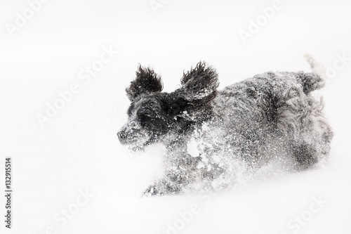 english cocker spaniel dog playing in snow winter