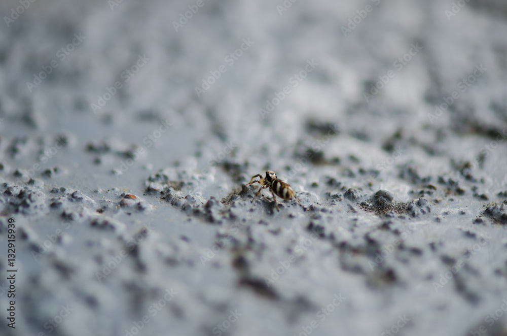 Fototapeta premium Tiny spider making a crawl