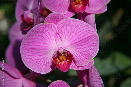 Purple orchids   Tropical orchids   Thai orchids